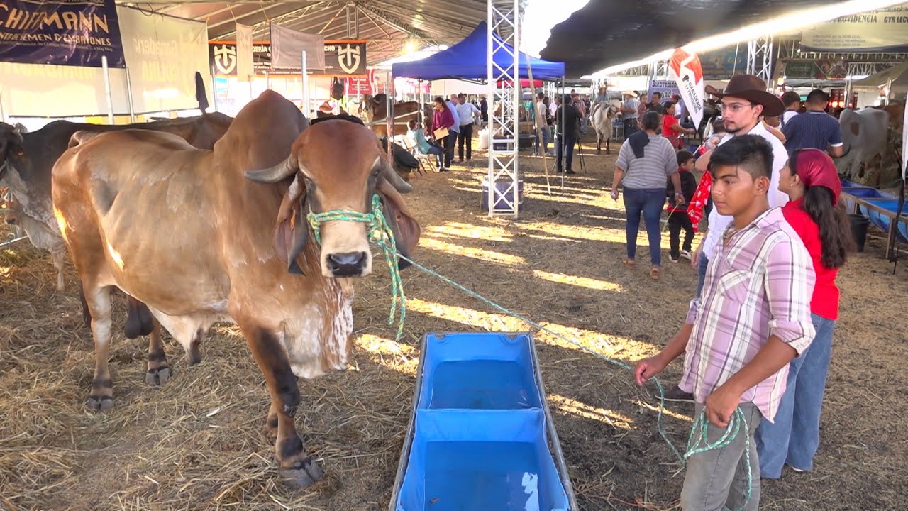 Arranca la Feria Ganadera Agostina 2025 en Managua, con más de 450 ejemplares de alto nivel