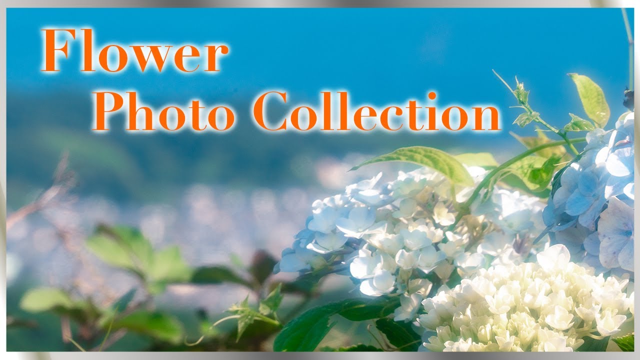 【花の写真集】なばなの里、掛川花鳥園、浜松フラワーパーク、あじさいの里、観光農園花ひろば、軽井沢植物園、東山動植物園、ローザンべりー多和田、緑地公園、他 Flower Photo Collection