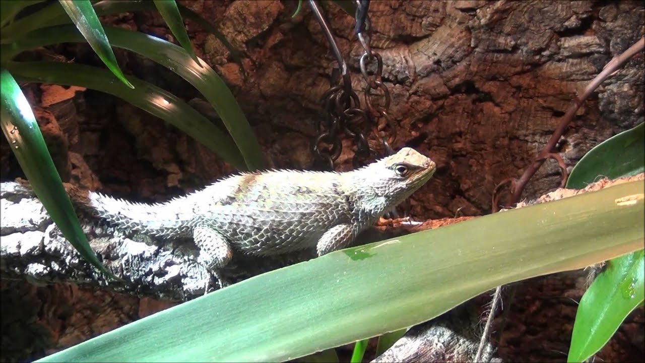 Malachit Stachelleguan II