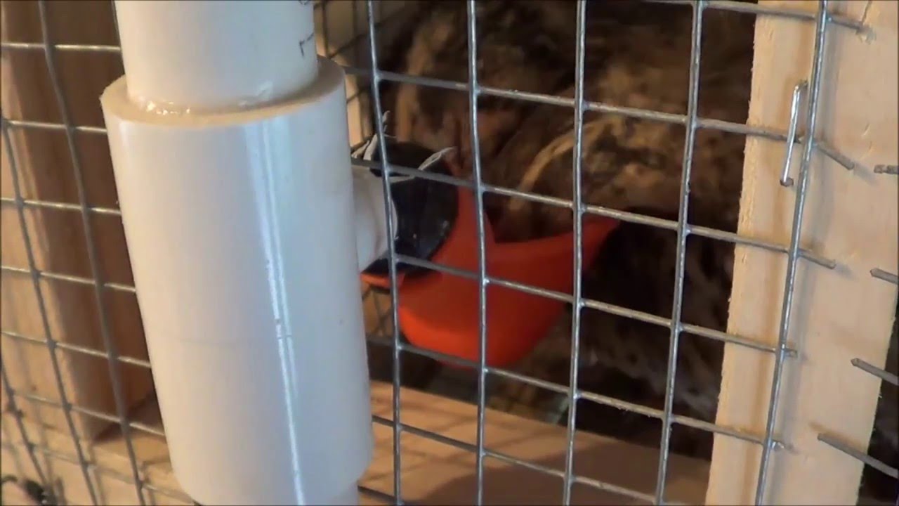 Homemade Automatic Quail Watering System