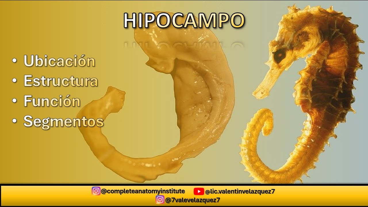 NEUROANATOMÍA | HIPOCAMPO (Formación hipocampal, giro dentado, fimbria del hipocampo)