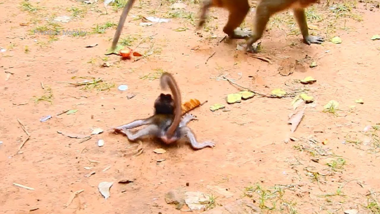 Most Terrifying Daniela! DeeDee crazy Cruel fighting baby-Dana, so poor Dana and Daniela