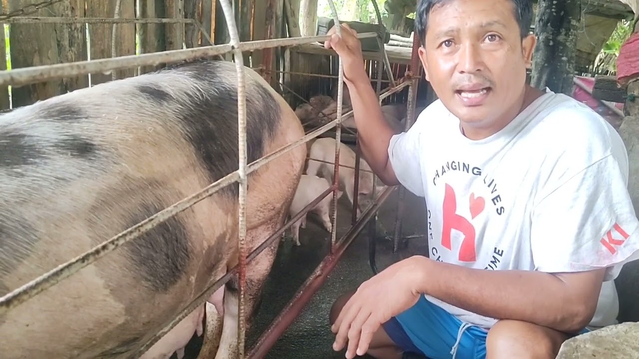 Paano Pumili ng magiging inahin kahi biik pa?? Malalaman natin yan kai kabordz😲🤗