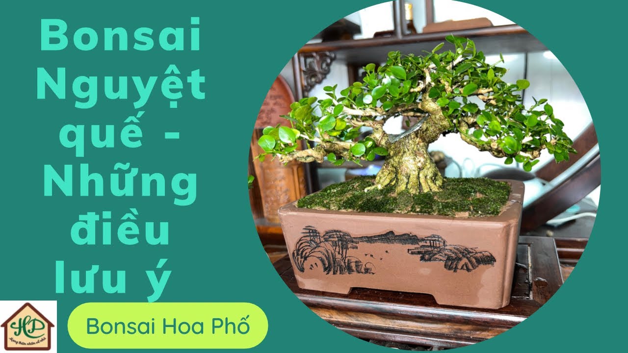 Bonsai Nguyệt quế, những điều cần lưu ý khi chơi chủng loại này