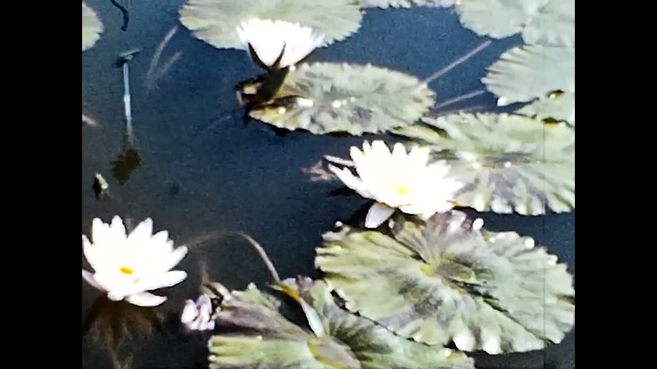 Jardin botanique de Montréal 1942