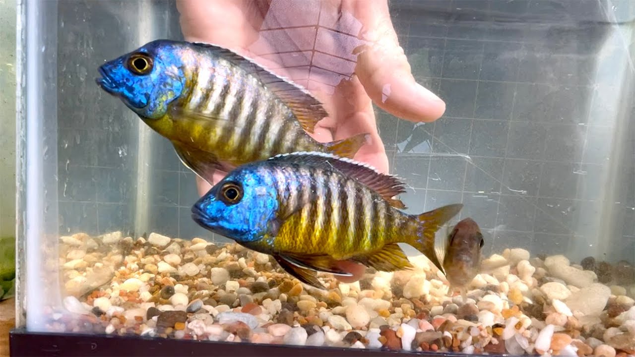 Breeder Selection • Aulonocara nyassae
