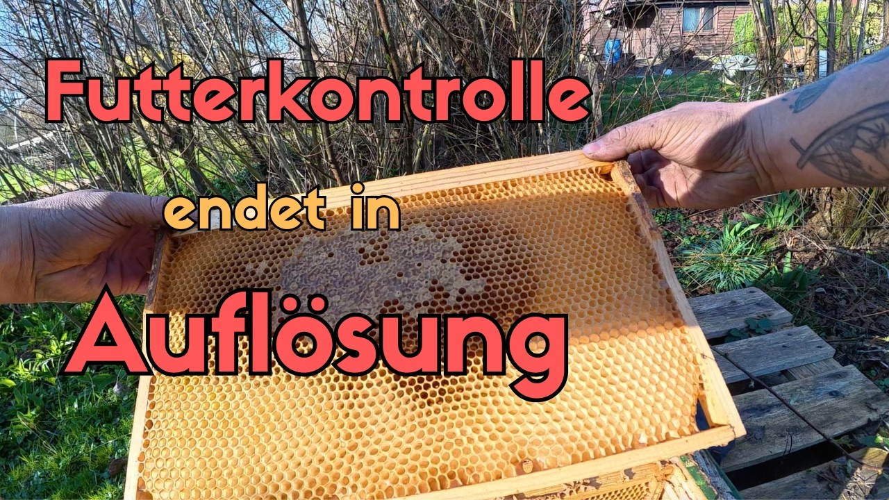 Imker - Vlog #16 Futterkontrolle endet in Aufl&ouml;sung