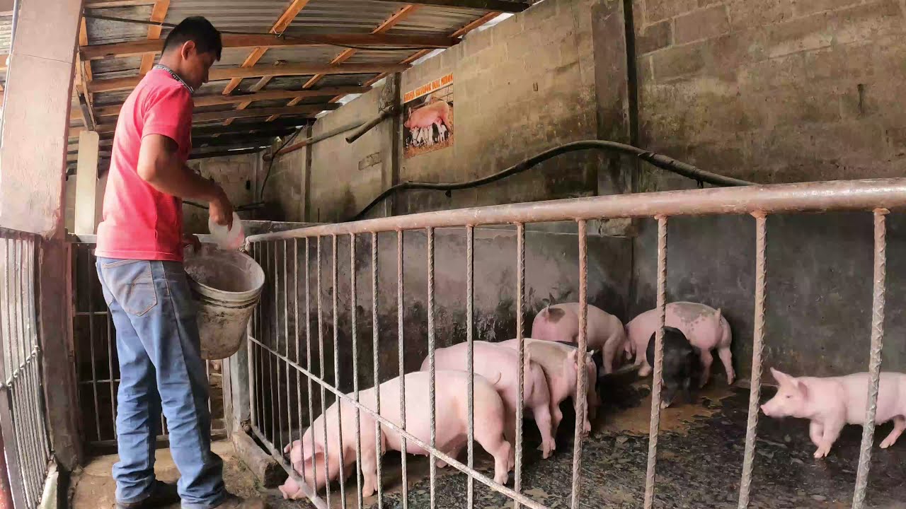CRÍA Y ENGORDA DE CERDOS | Granja San Antonio