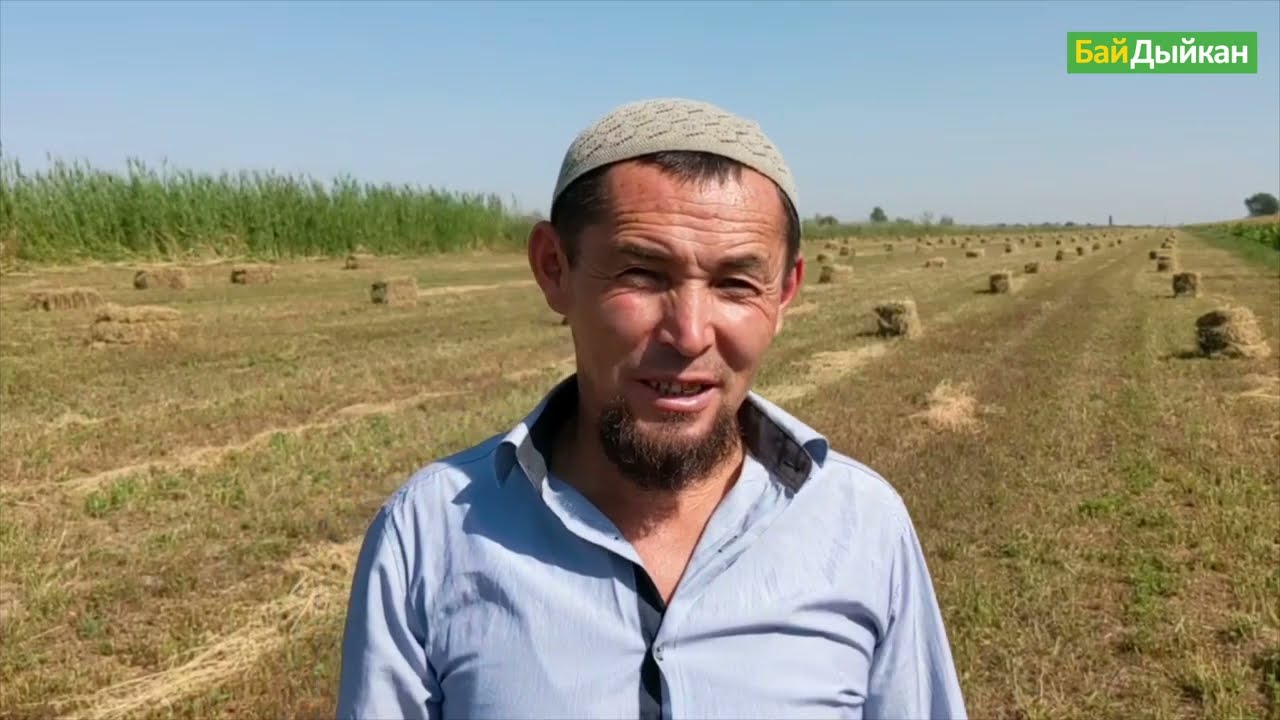 1 гектардан 465 түк беде. Сокулуктук фермер тажрыйбасы менен бөлүшөт