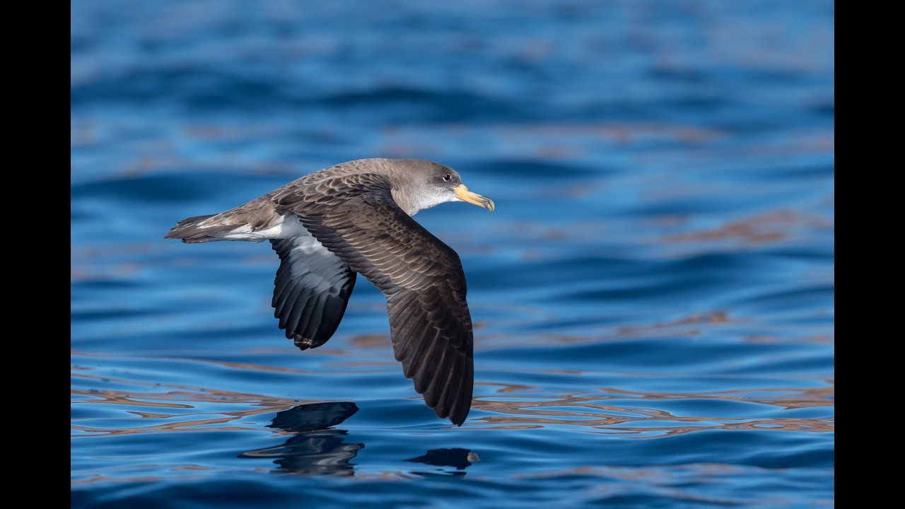 Cory's Shearwater, May 2018, inter island waters Canary Islands