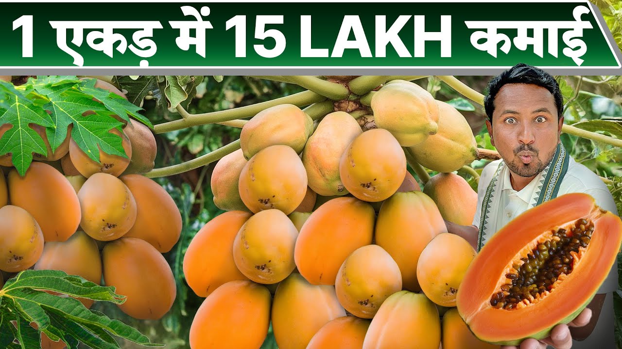 महीने का 1 लाख ऐसे कमाओ⚡💰Papaya Farming | खेती का गेमचेंजर | Indian Farmer