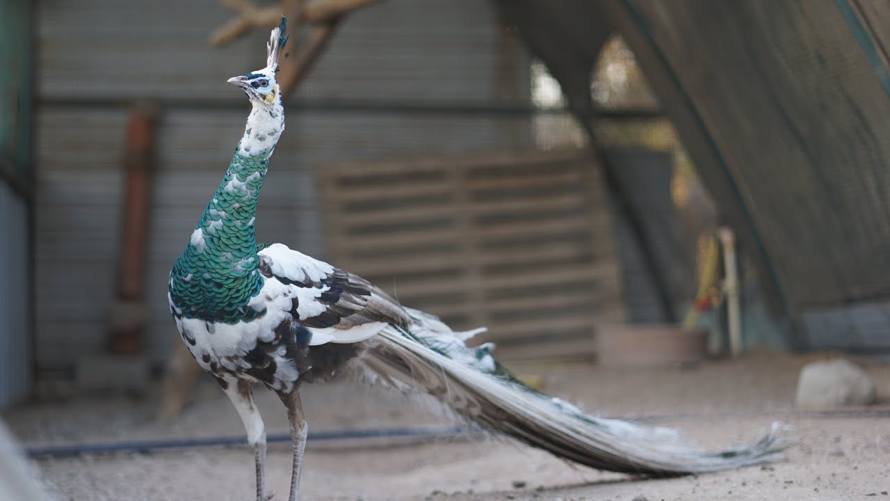 Rare peacocks farm livestream 26