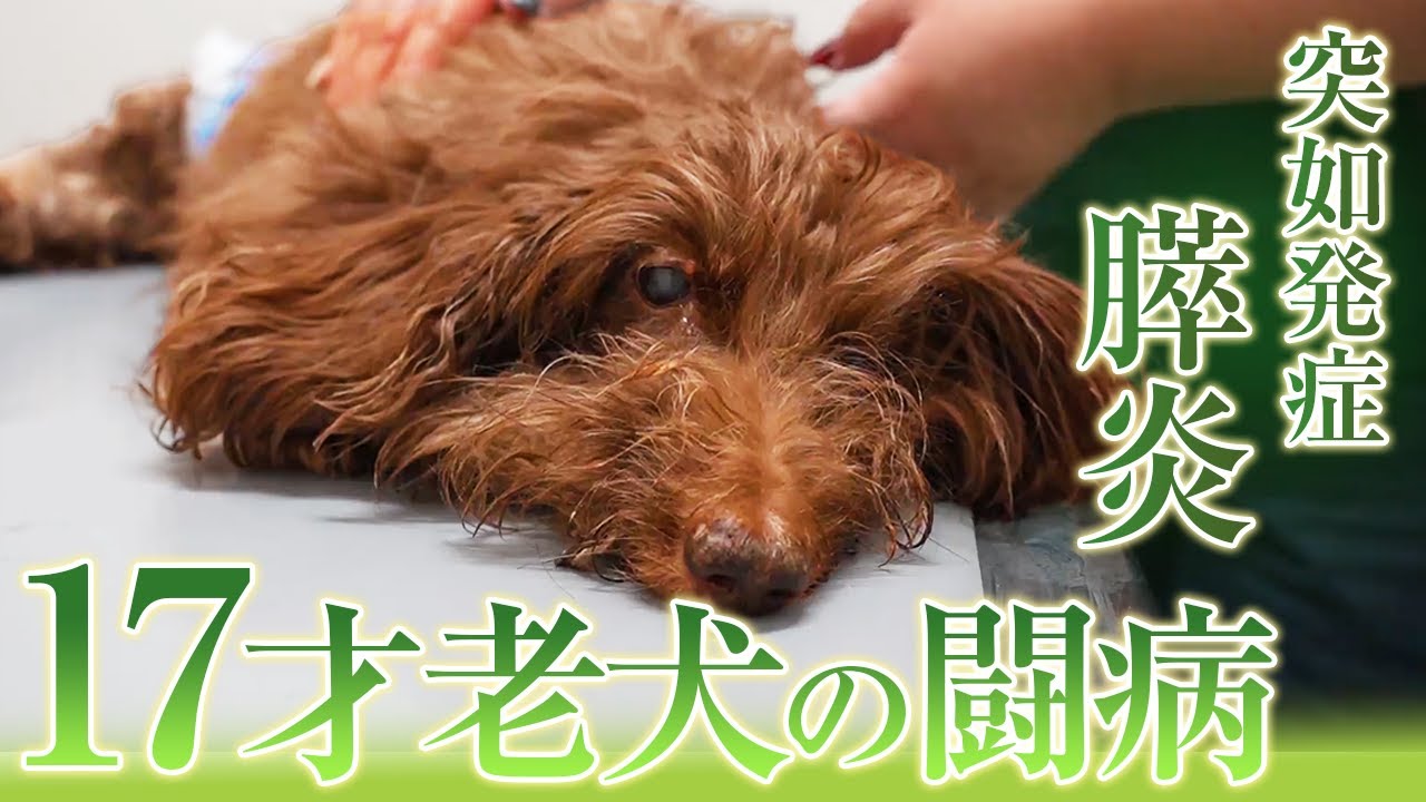 老犬と飼い主の闘病記、膵炎を乗り越えるために必要なこと【リアル動物ドキュメンタリー】