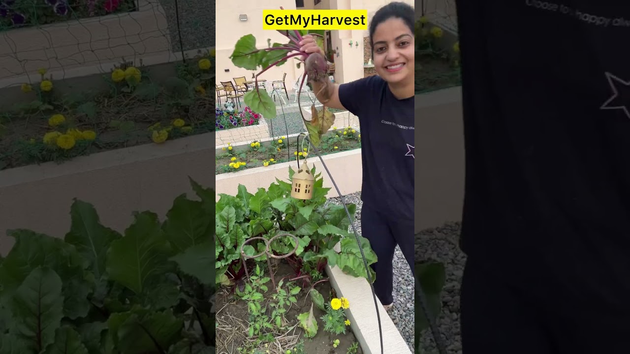 Special Harvesting | Maa bete ne mil kar kiya dher sara harvest #harvesting