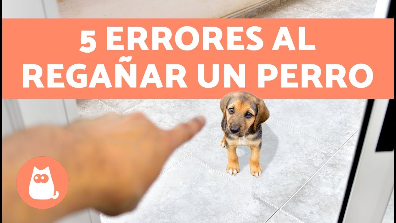 5 ERRORES COMUNES AL REGA&Ntilde;AR UN PERRO