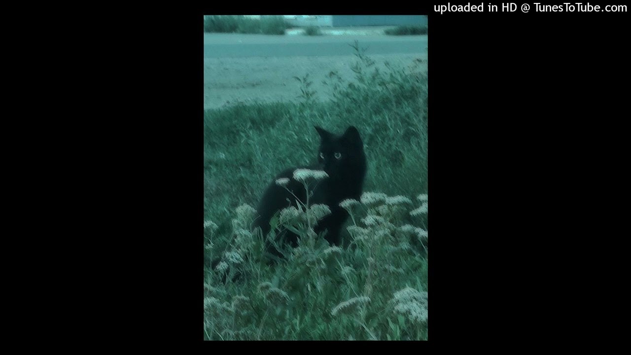 (free) wifiskeleton x sad indie type beat 