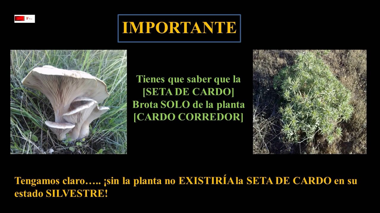 Crear 