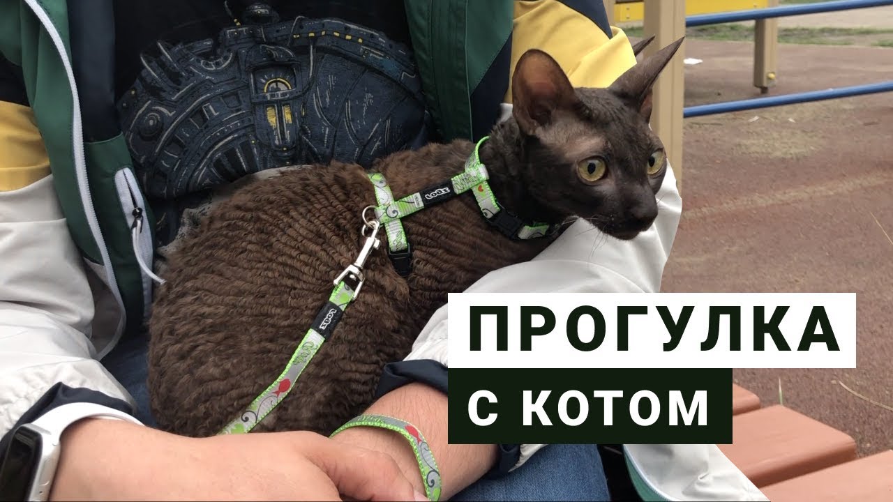 ПЕРВЫЙ РАЗ ВЫГУЛИВАЮ КОТА / как выбрать поводок для кошек / реакция корниш рекса на воду