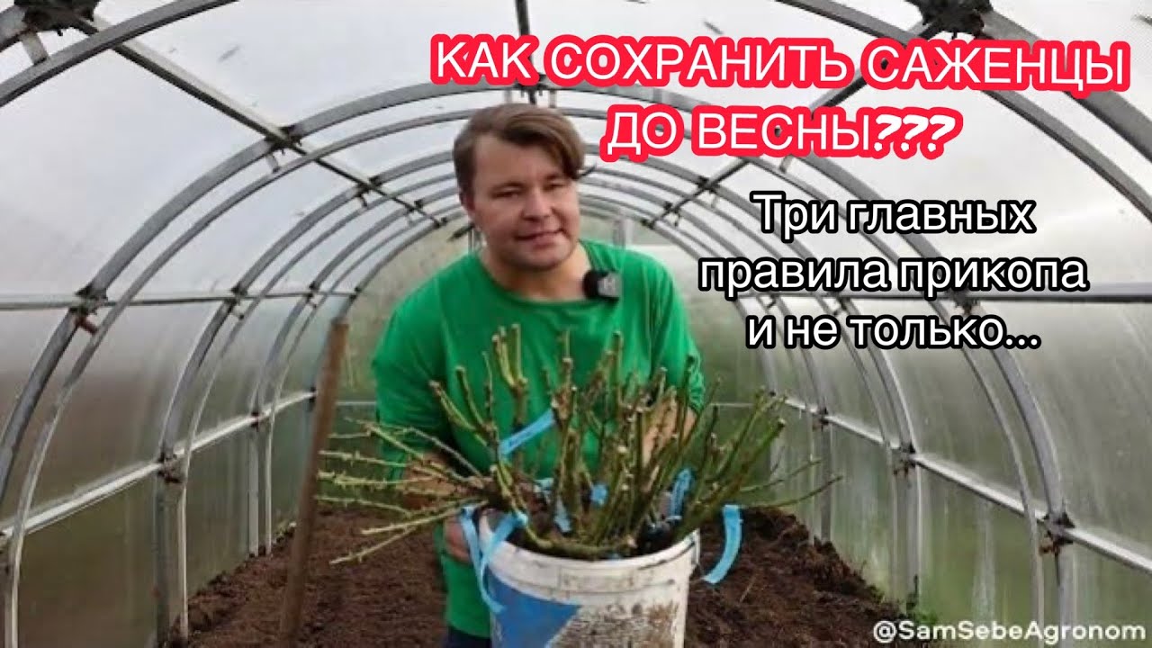 СОХРАНЯЕМ МОЛОДЫЕ САЖЕНЦЫ ПРАВИЛЬНО.Что такое прикоп, Как сделать прикоп ПРАВИЛЬНО и зачем это нужно