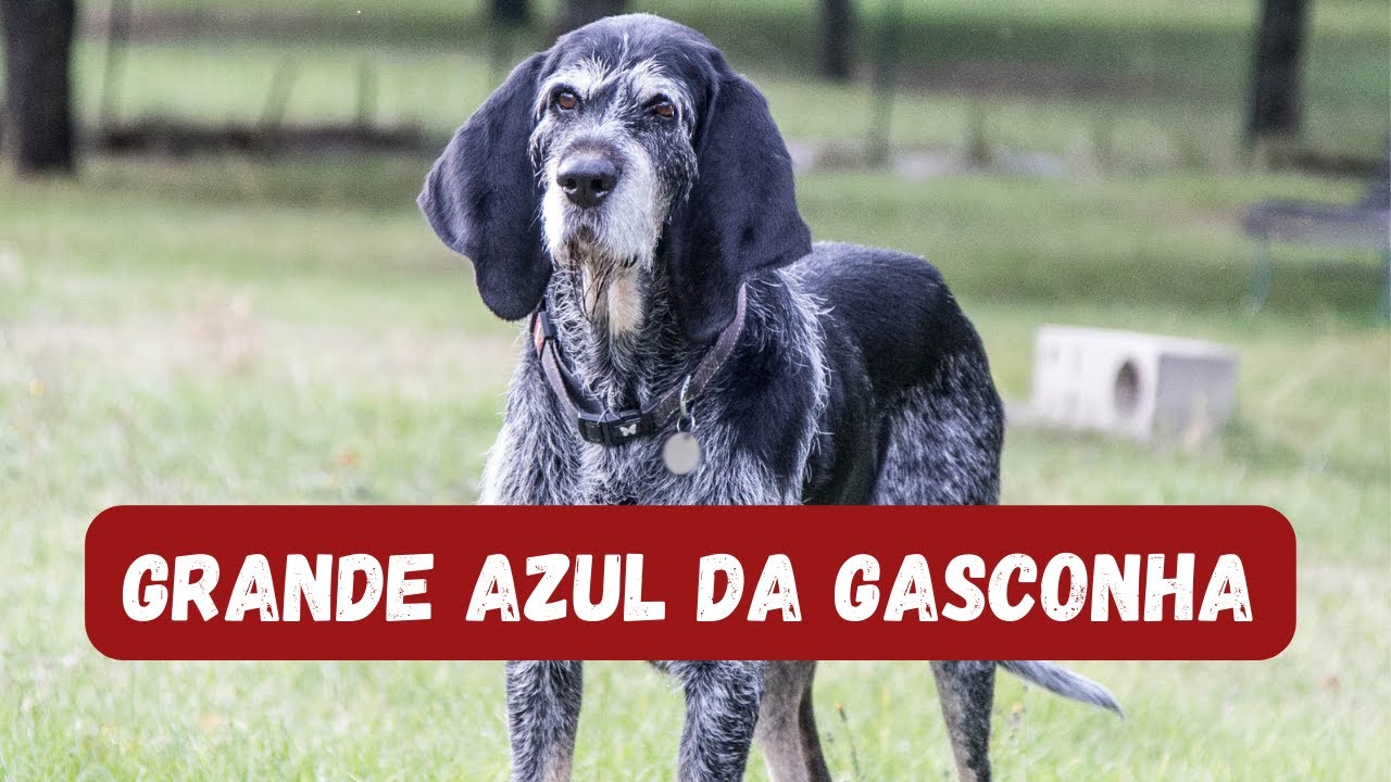10 CURIOSIDADES SOBRE O GRANDE AZUL DA GASCONHA - CONHE&Ccedil;A ESSA RA&Ccedil;A INCR&Iacute;VEL