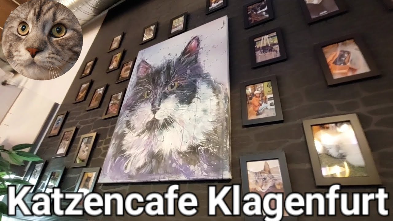 Das KATZENCAFE Klagenfurt am W&ouml;rthersee