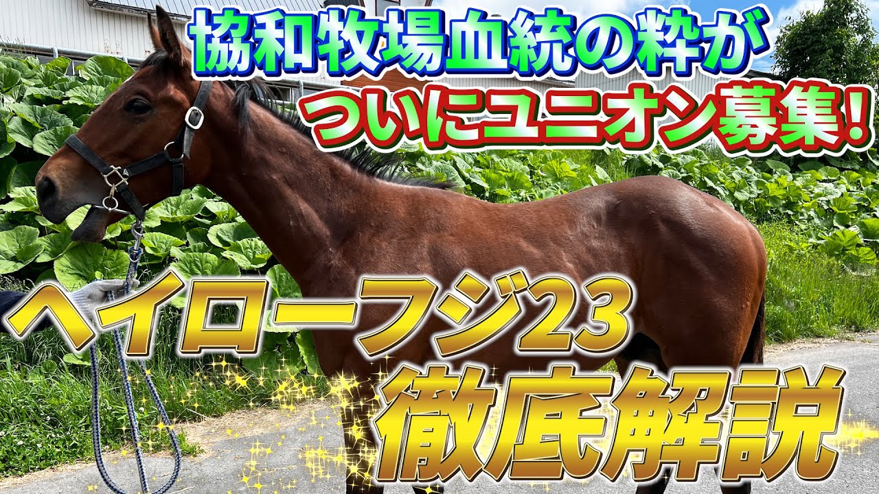【協和牧場コラボ】ユニオンOC2024募集馬ヘイローフジ23の独占映像＆場長解説【節約大全】vol.1264