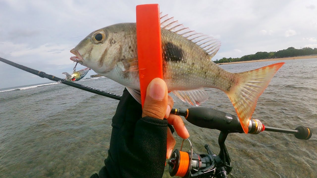Every Fish Love This Tiny Lure!