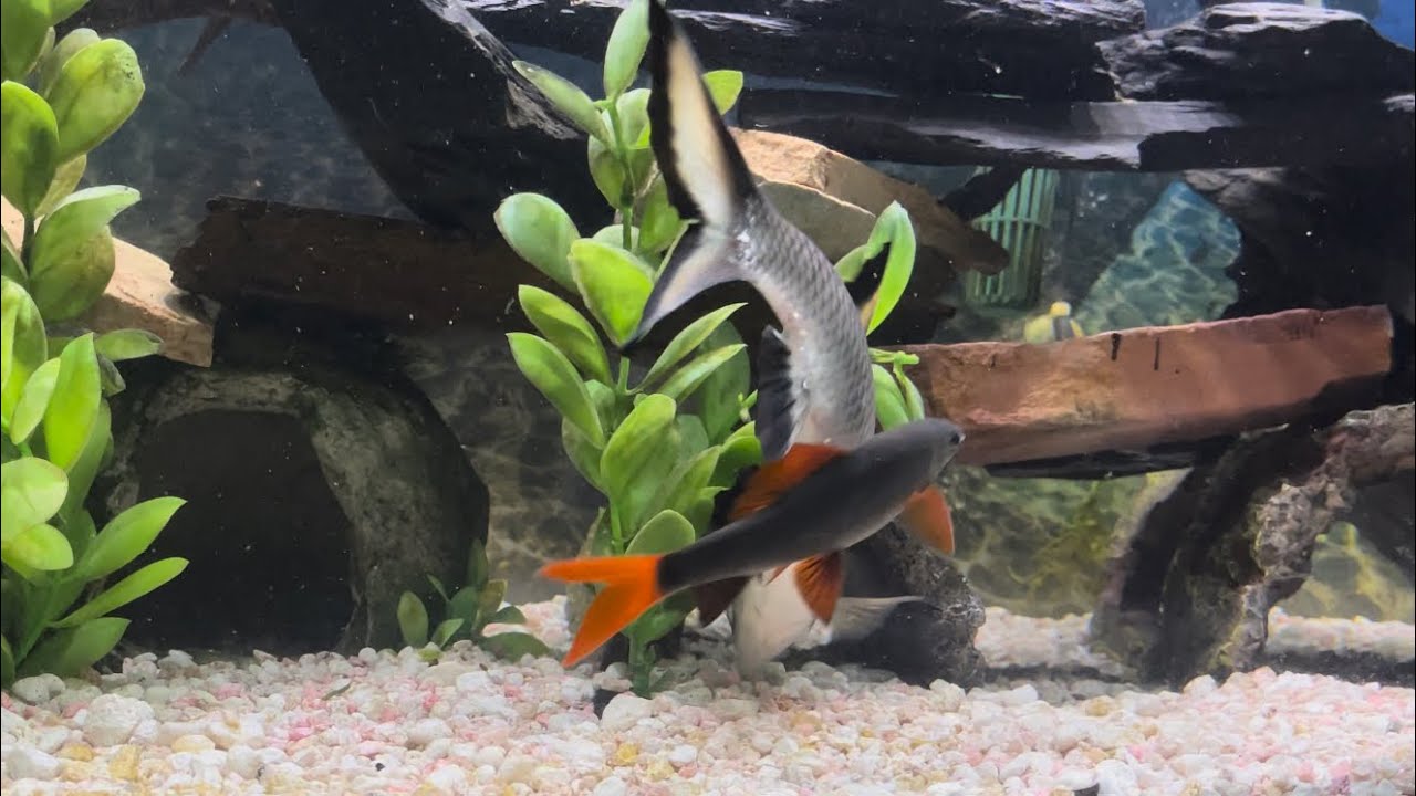 5 1/2 inch Rainbow Shark Attacks 10 inch Bala Shark