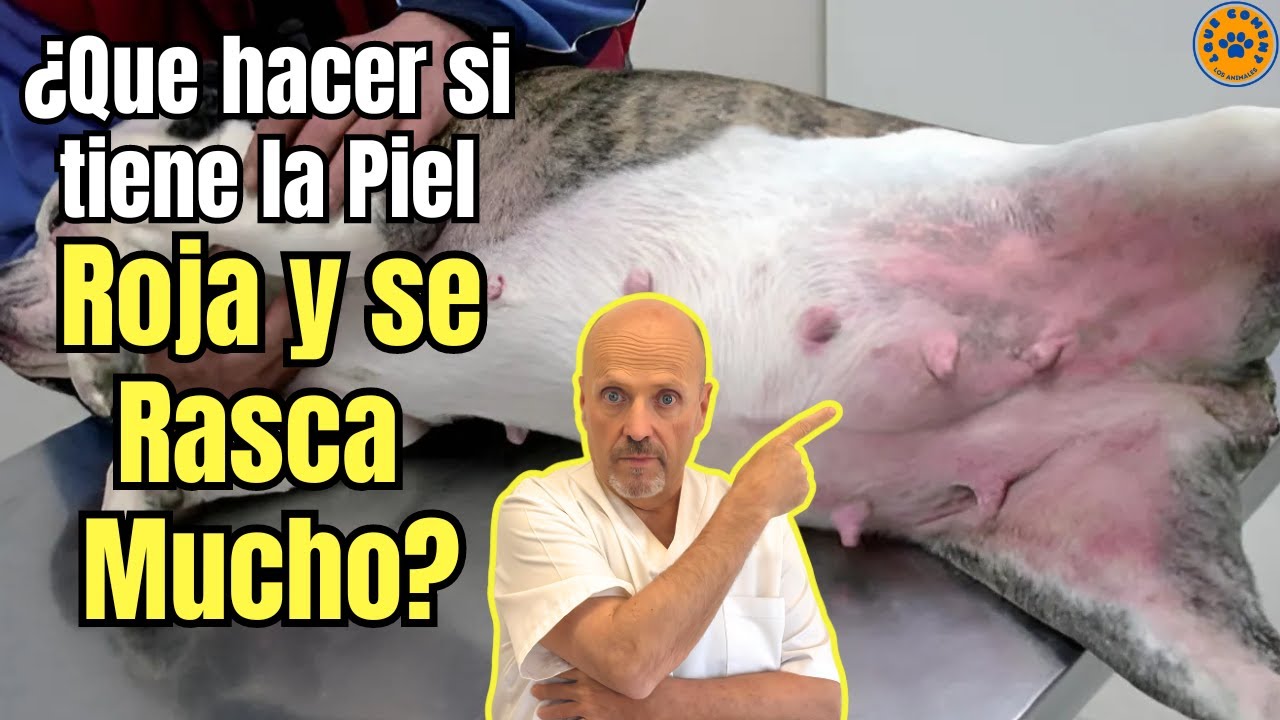 🆘 ¿QUE HACER SI MI PERRO TIENE LA PIEL ROJA Y SE RASCA MUCHO? 🆘