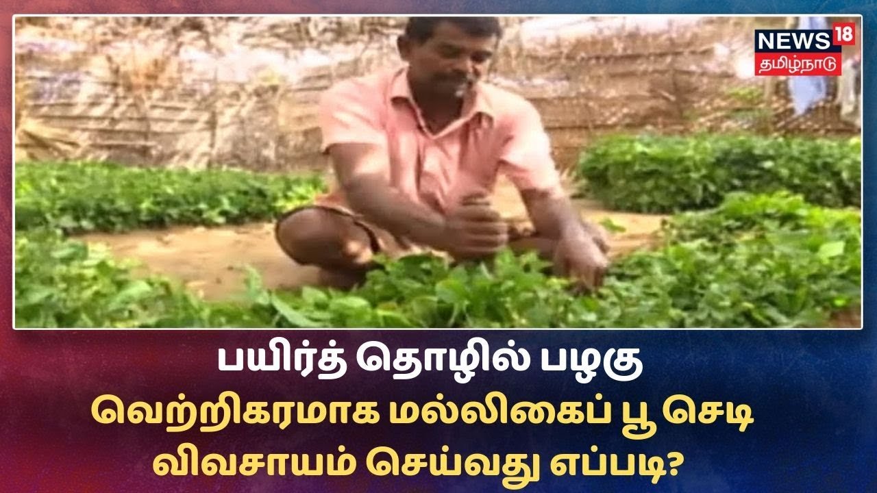 பயிர்த் தொழில் பழகு: வெற்றிகரமாக மல்லிகைப் பூ செடி விவசாயம் செய்வது எப்படி? | Malligai Poo Chedi