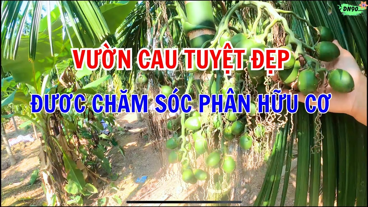 VƯỜN CAU ĐẸP ĐƯỢC CHĂM SÓC HOÀN TOÀN BẰNG PHÂN HỮU CƠ | DN90 TV.