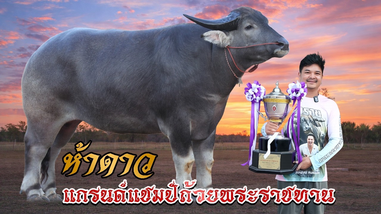 เจ้าห้าดาว แกรนด์แชมป์ถ้วยพระราชทาน สูง-ใหญ่-ยาว เปิดผสมจริง (น้องแบงค์ โคราช) 095-605-9468
