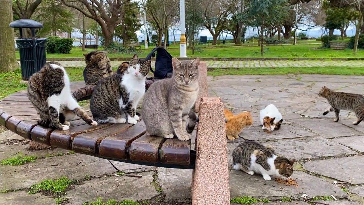 Poor, hungry cats living on the street. I gave them food.