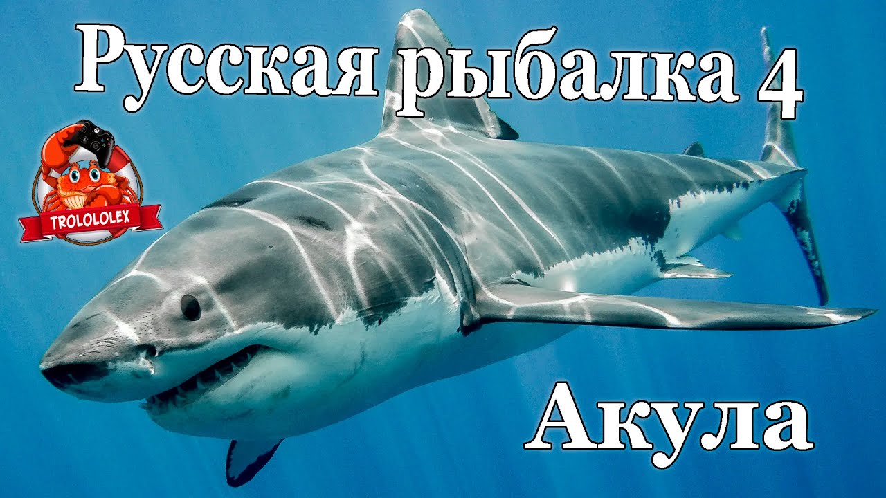 Русская рыбалка 4 Акула сельдевая недельный рекорд
