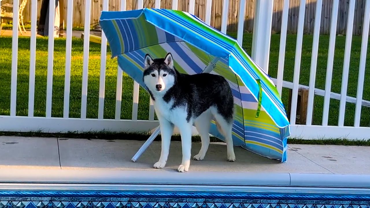 Do You Recognize THIS Husky Umbrella?