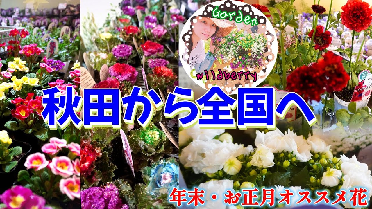 【冬ガーデニング】花苗生産者さんからメッセージが届きました(*^^*)年末～お正月オススメ花