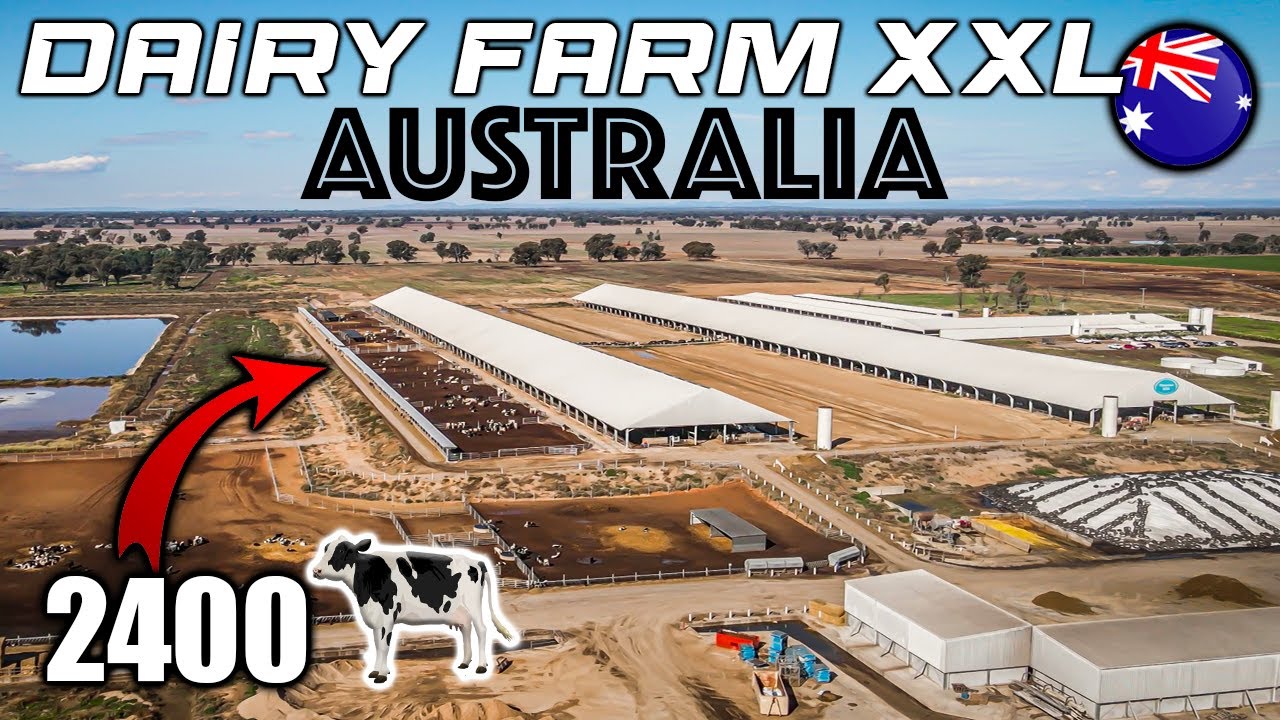 🇦🇺 Ferme de 2400 vaches en ensilage : Australie