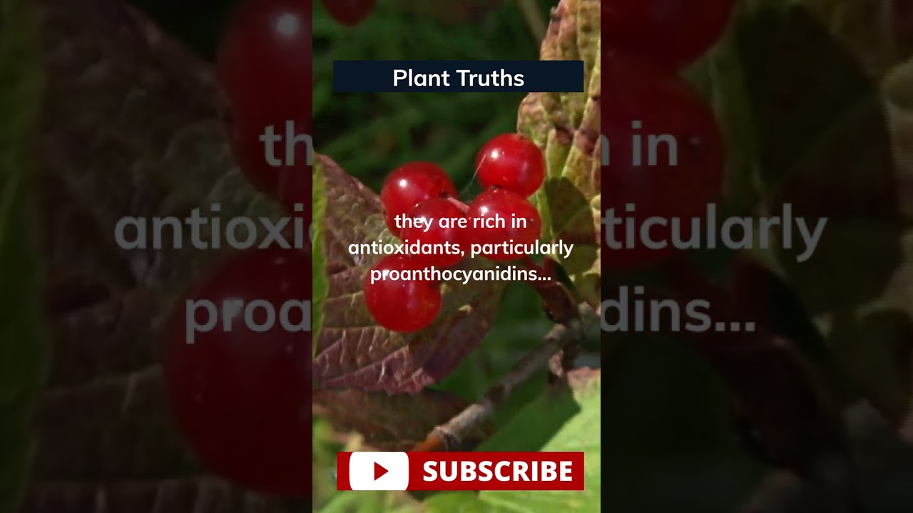 Your New Favorite Ingredient: Nature's Little Superfruit 👇 #planttruths #cranberries #superfruit