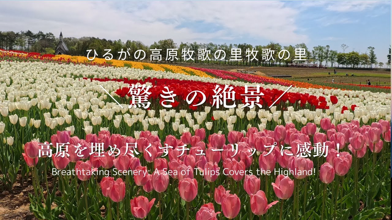 【チューリップの絶景】岐阜県　ひるがの高原牧歌の里　Beautiful Tulip Landscapes