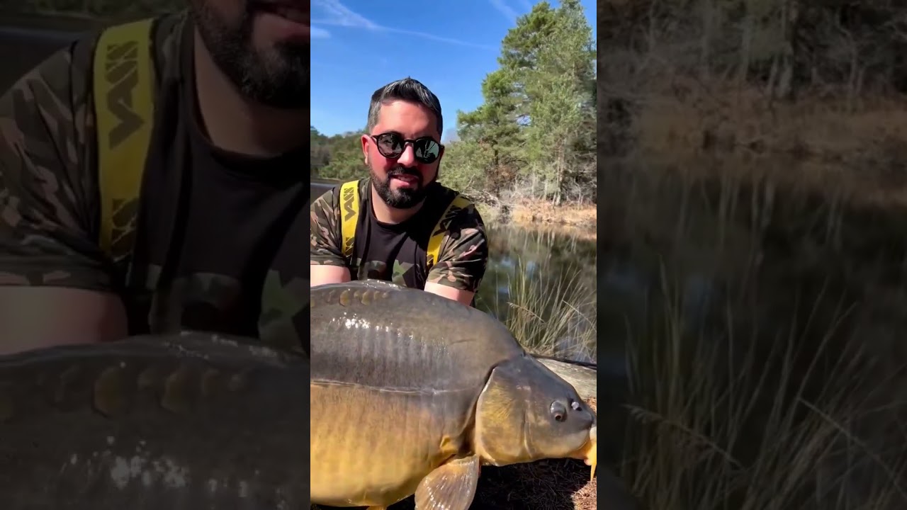 #CARPA #GIGANTE #FRANCIA #naturaleza  #youtubeshort