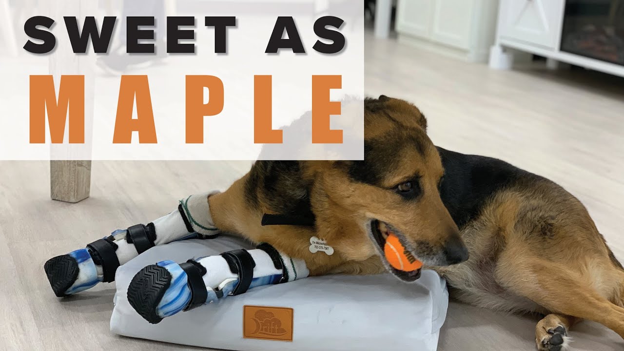 German Shepherd Left to Die on Railroad Tracks -- Watch Maple's Recovery + More Amazing Pets!