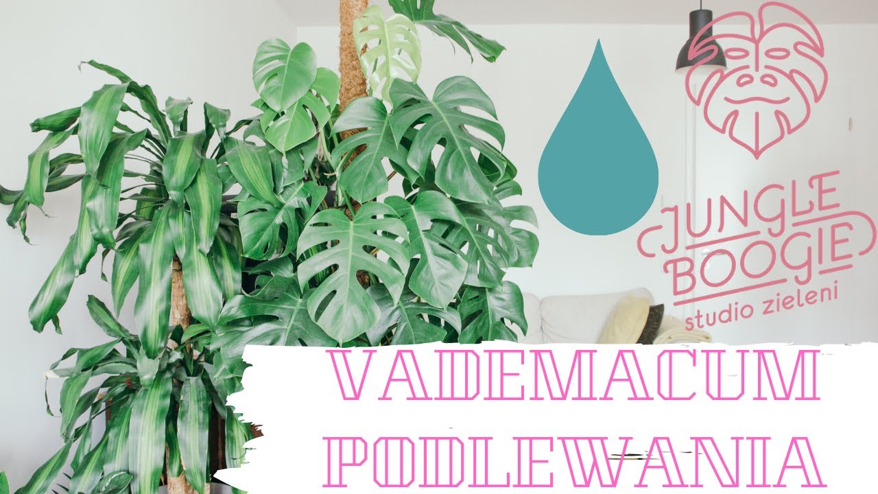 Jak podlewać rośliny w domu? ABC podlewania kwiatów domowych