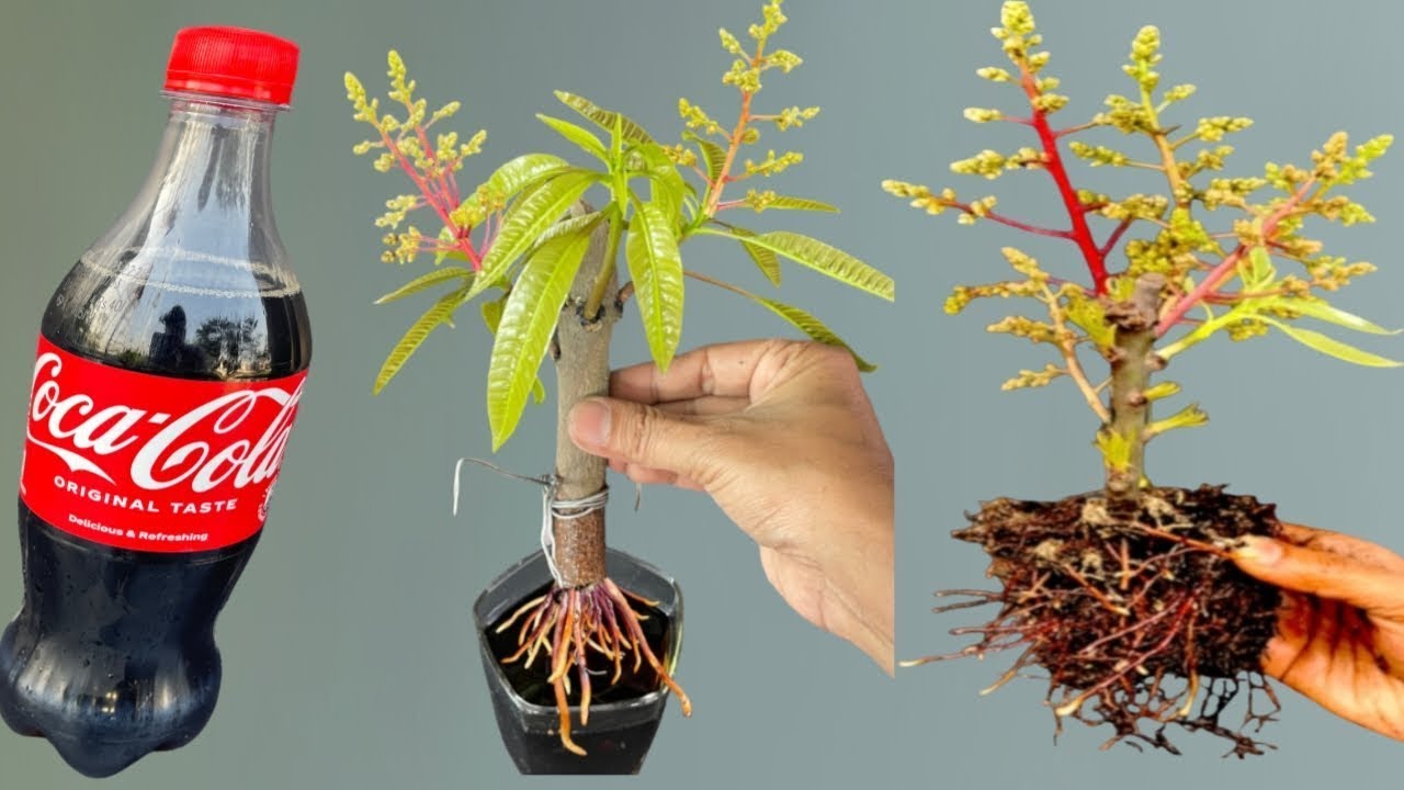 Summary of 2 tips for propagating mango trees with coca-cola for beginners
