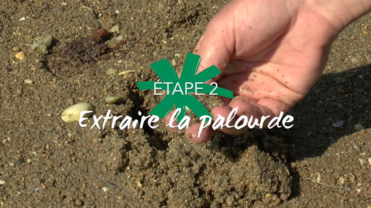 Tuto : pêcher la palourde