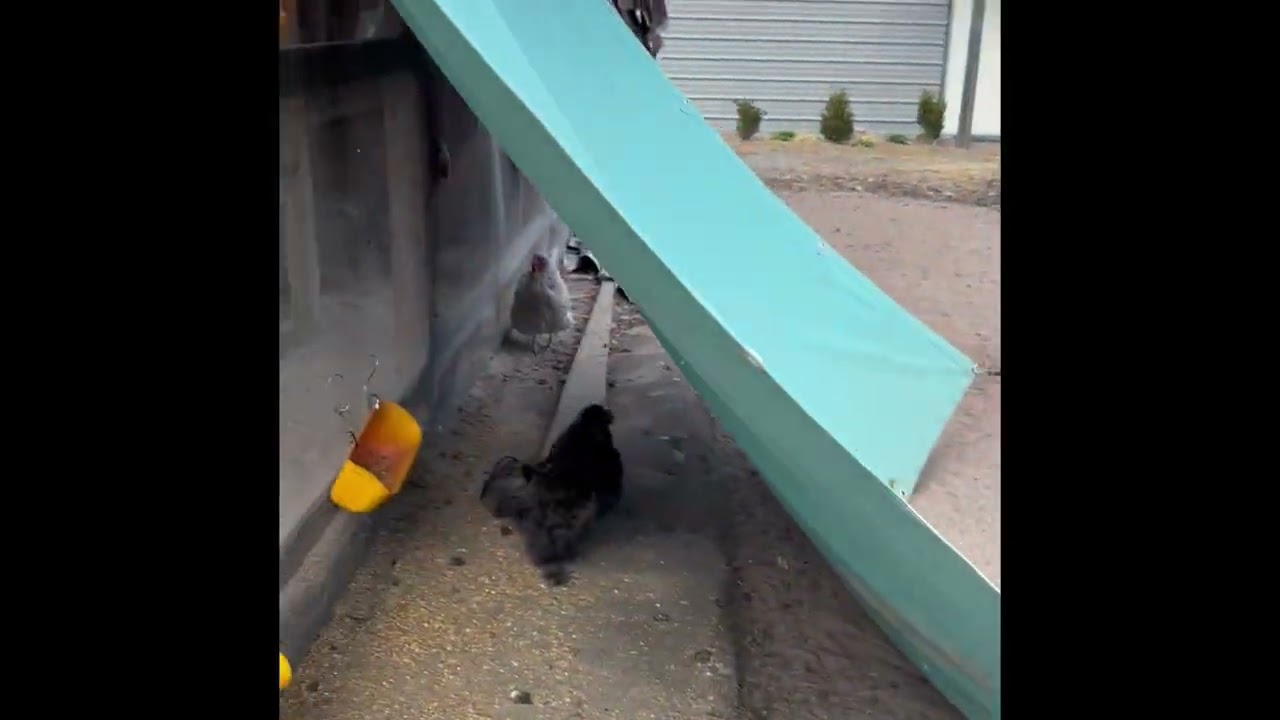 How I put 30 Free Range Chickens to Bed at Night😵‍💫🐓. #backyardchickens 