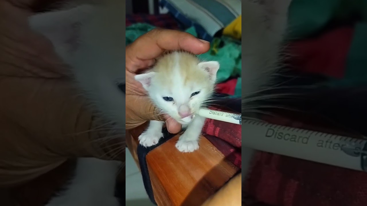 Cute kitten syringe feeding | How to safely syringe feed a kittten
