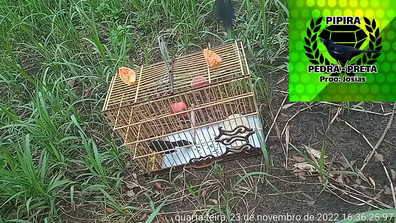 pegada de pipira Preta Pedra Preta