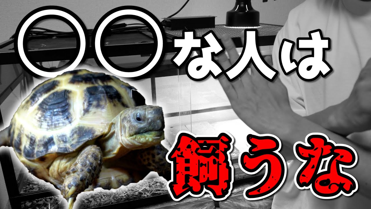 絶対にリクガメを飼うべきではない人 ５選