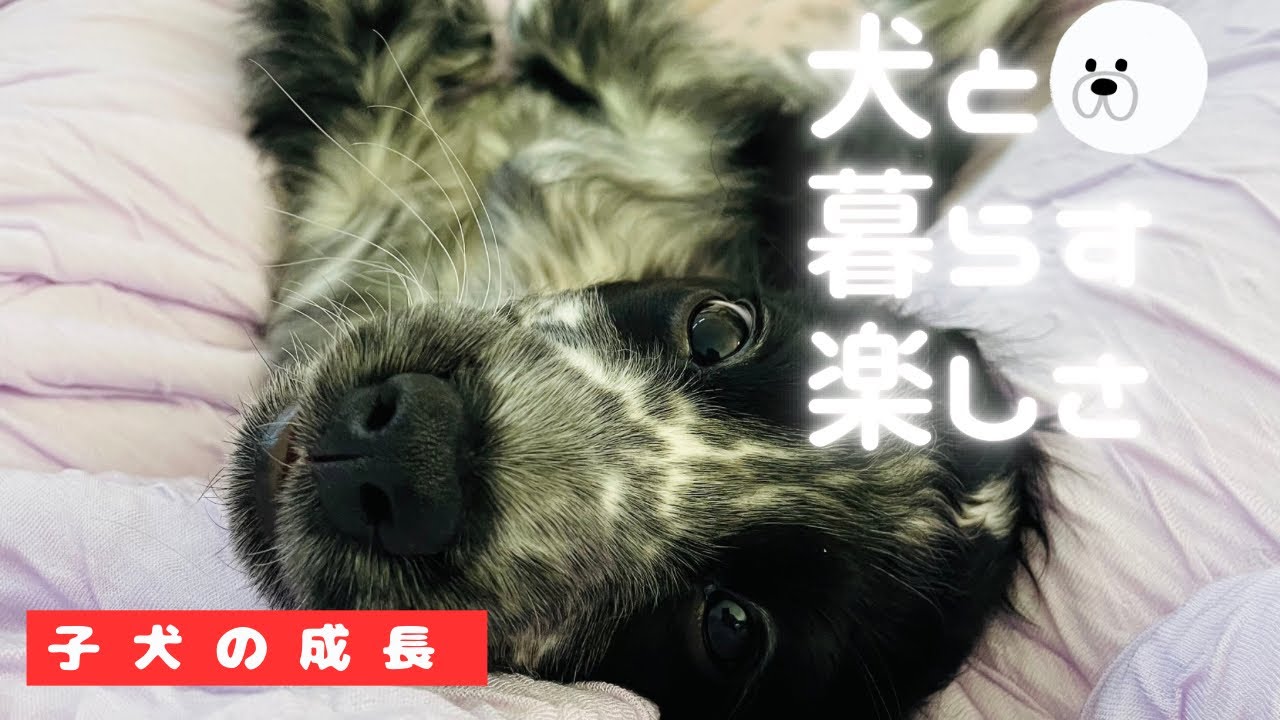 仔犬の成長１週間🐶9月12日〜18日までのミカエルの成長🐶イングリッシュコッカースパニエル🐕‍🦺✨ブルーローン🪽✨