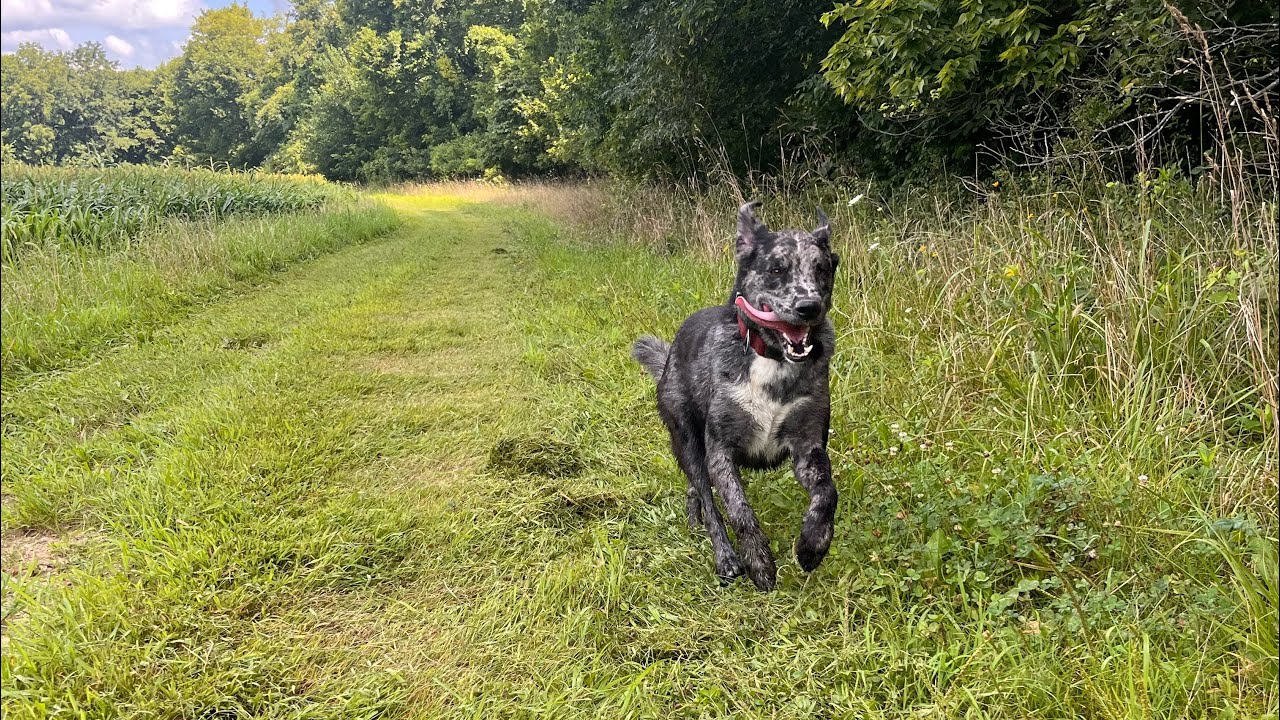 How to Make Extra Money on the Farm | Sniffspot Dog Park Side Hustle